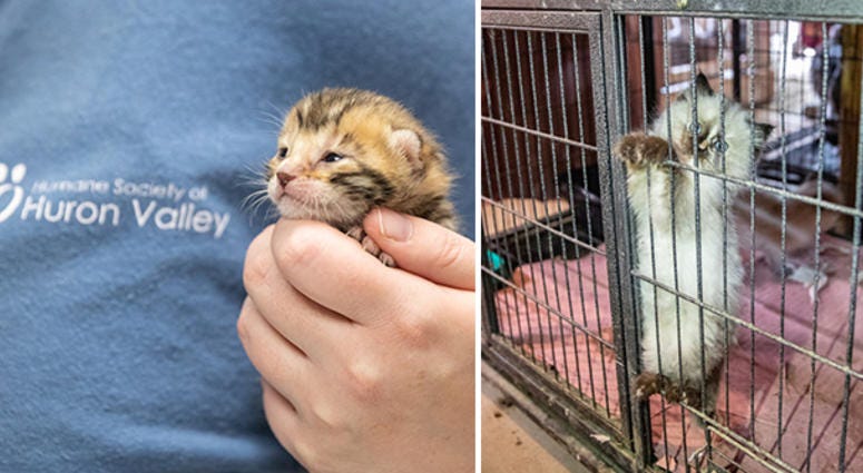 Humane Society of Huron Valley rescued animals Humane Society of Huron Valley rescued animals
